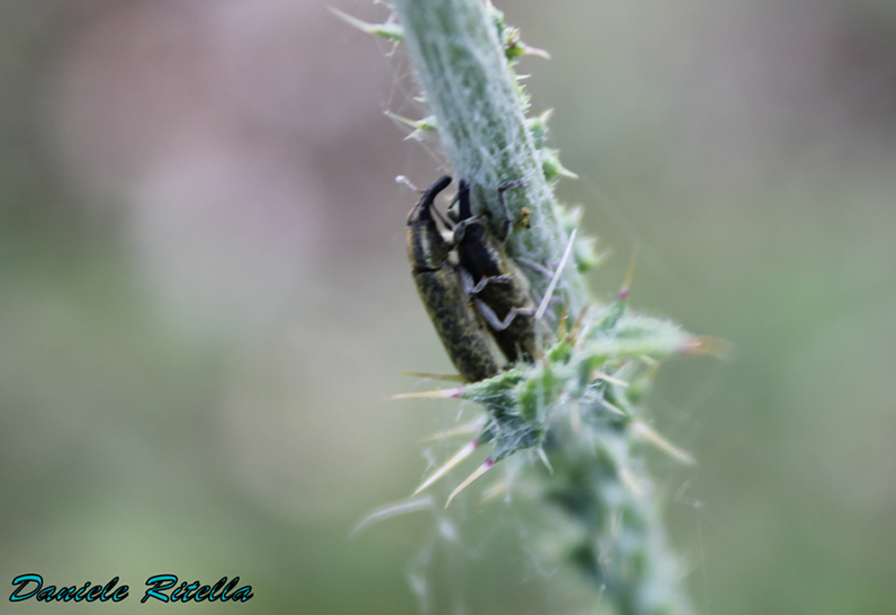 Lixus cfr cardui in accoppiamento